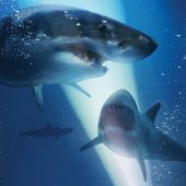 #SharkBait #FilmFetish Entertainment Studios releases trailer and poster for vacation-gone-wrong thriller 47 Meters Down