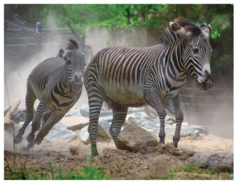 Zebra Stampede Photo [210809-0002]