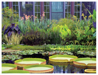 Colorful Lilly Pads on a Pond with Plants Next to Greenhouse Photo [221205-31]