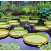 Large Lilly Pond and Plants Photo [221205-30]